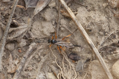 Pimpla rufipes