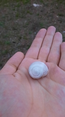 Helix pomatia