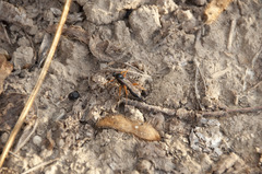Pimpla rufipes
