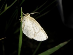 Cabera griseolimbata