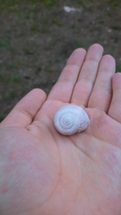 Helix pomatia