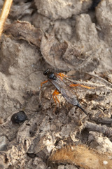 Pimpla rufipes