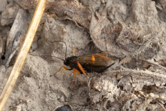 Pimpla rufipes