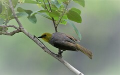 Pycnonotus xantholaemus