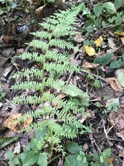 Athyrium