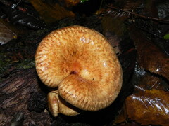Paxillus involutus