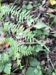 Athyrium