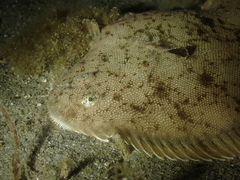 Solea solea