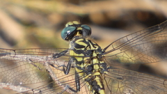 Onychogomphus uncatus