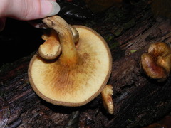 Paxillus involutus