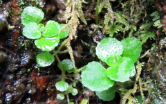 Chrysosplenium oppositifolium