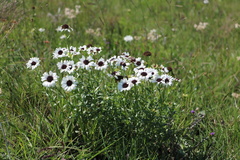 Callilepis laureola