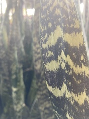 Sansevieria zeylanica