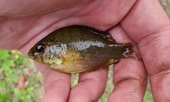 Enneacanthus gloriosus