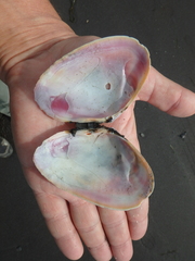 Psammobiidae