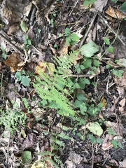 Athyrium