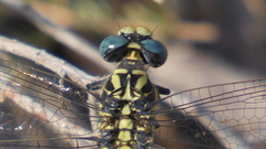 Onychogomphus uncatus