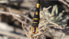 Onychogomphus uncatus