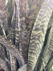 Sansevieria zeylanica
