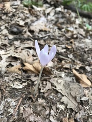 Colchicum autumnale
