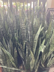 Sansevieria zeylanica