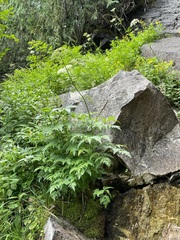Ligusticum