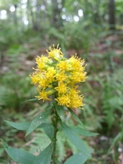 Solidago glomerata