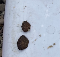 Lophopanopeus bellus