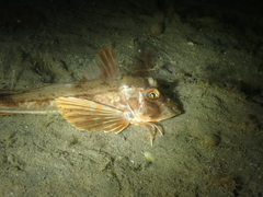 Chelidonichthys lucerna