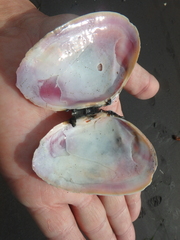 Psammobiidae