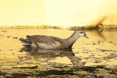 Gallinula chloropus