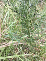 Asteromyia euthamiae