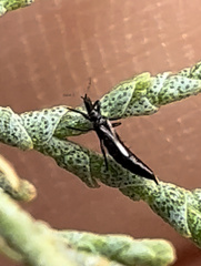 Klambothrips