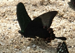 Papilio paris