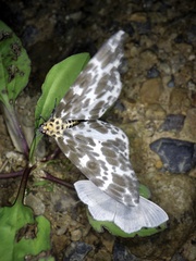 Dilophodes elegans elegans