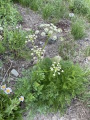 Ligusticum