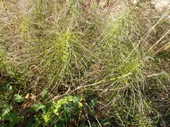Equisetum telmateia