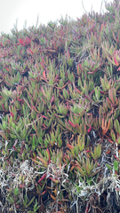 Carpobrotus