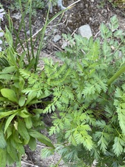 Ligusticum