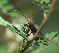 Stenosphenus dolosus
