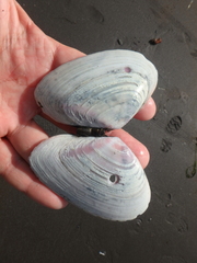Psammobiidae