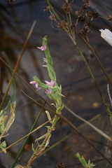 Schenkia spicata