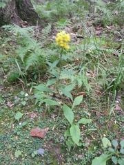 Solidago glomerata