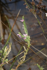 Schenkia spicata