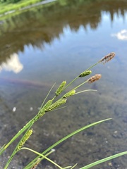 Carex kelloggii