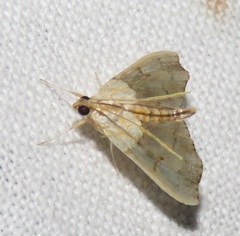 Agrotera nemoralis