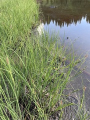 Carex kelloggii