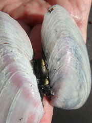 Psammobiidae