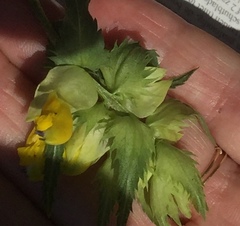 Rhinanthus serotinus