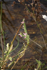 Schenkia spicata